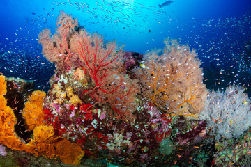 Naklejka na ściany i meble Beautiful, Colorful Tropical Coral Reef and Fish Underwater