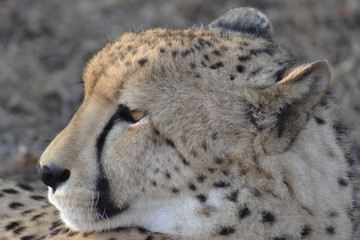 GHEPARDO, KRUGER NATIONAL PARK, SUDAFRICA