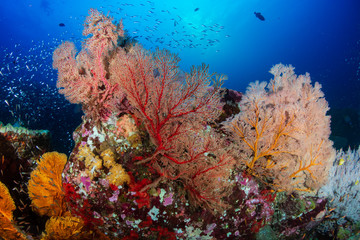 Beautiful, Colorful Tropical Coral Reef and Fish Underwater