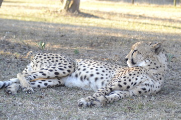 GHEPARDO, KRUGER NATIONAL PARK, SUDAFRICA