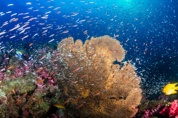 Naklejka na ściany i meble Beautiful, Colorful Tropical Coral Reef and Fish Underwater