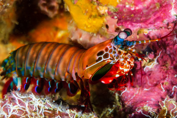 Colorful Peacock Mantis Shrimp on a Coral Reef