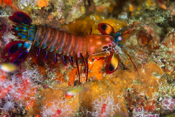 Colorful Peacock Mantis Shrimp on a Coral Reef
