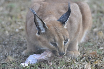 CARACAL SUDAFRICA