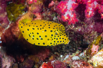 Cute Yellow Boxfish on a Coral Reef