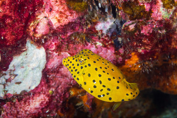 Cute Yellow Boxfish on a Coral Reef