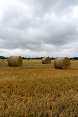 Fototapeta premium golden hay and straw bales on a large farm field under an overcast sky