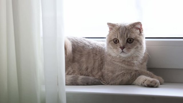 Cute Scottish fold kitten waiting for people to come home