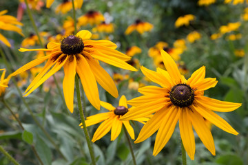 Black-Eyed Susan. Medicinal plant. Bright yellow garden flowers, Rudbeckia.