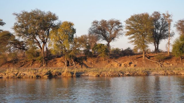 Okavango River Bank with Trees, Bush and Water Passing By