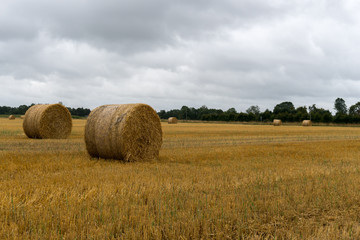 golden hay and straw bales on a large farm field under an overcast sky