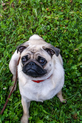 Portrait healthy purebred cute pug outdoors in nature on a sunny day. Pug walks on a leash through the green grass. Top view