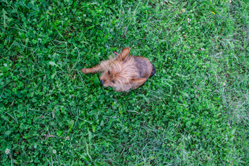 Little furry dog in the middle of a green grass field. View from above.