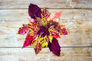 Autumn decoration red, orange, yellow leaves on a wooden background. Fall, back to school concept