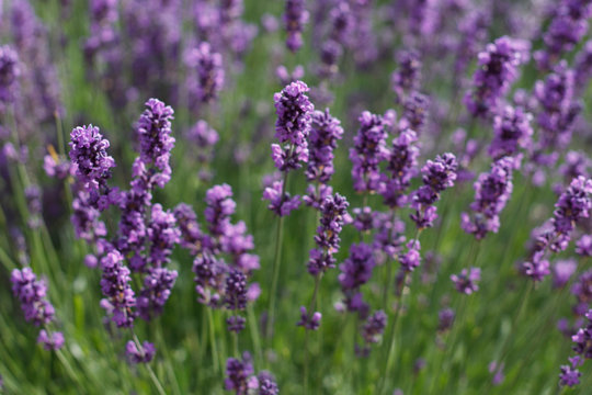 natural background of lavender flowers close up © eevlada