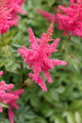 Park plant with small pink flowers close-up