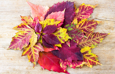 Naklejka na ściany i meble Autumn decoration red, orange, yellow leaves on a wooden background. Fall, back to school concept