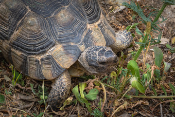 turtle in the garden