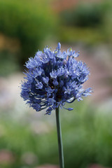 wild plant inflorescence with small blue flowers close-up