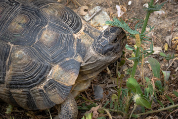 turtle in the garden
