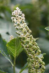 field plant with flower spike and flowers closeup