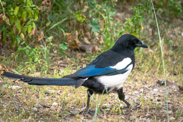 city bird outdoors in summer
