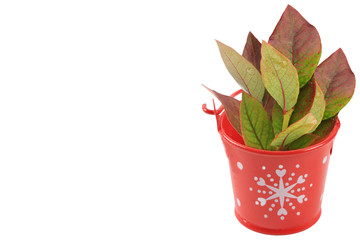blueberry leaves in a red bucket. White background.