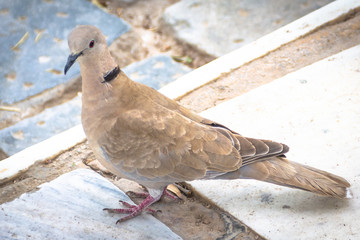 city bird on the street