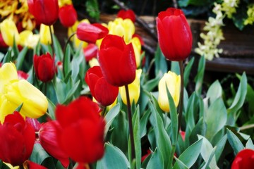 Beautiful tulips, yellow and red blooming in the garden.