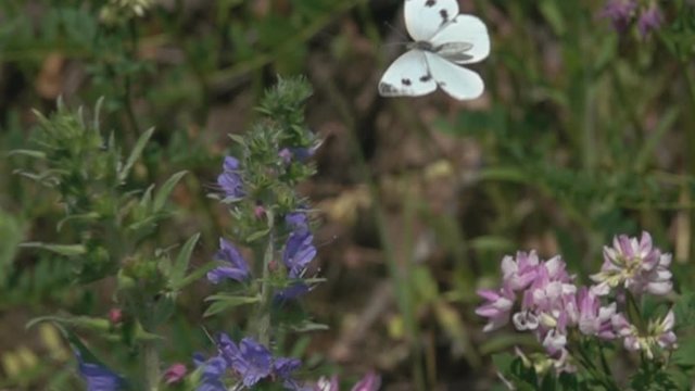Soaring in the air cabbage white butterfly, pieris brassicae in meadow. Super slow motion 1000 fps
