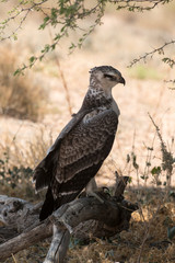 Aigle martial, Polemaetus bellicosus, Martial Eagle
