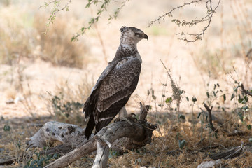 Aigle martial, Polemaetus bellicosus, Martial Eagle