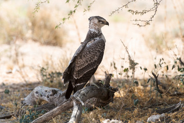 Aigle martial, Polemaetus bellicosus, Martial Eagle