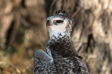 Aigle martial, Polemaetus bellicosus, Martial Eagle