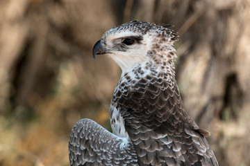 Aigle martial, Polemaetus bellicosus, Martial Eagle