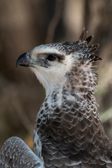 Aigle martial, Polemaetus bellicosus, Martial Eagle