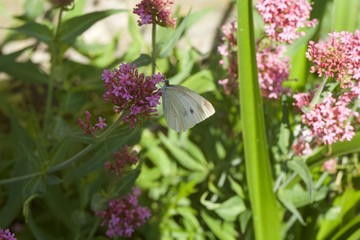 Butterfly on flower
