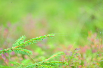 Christmas tree twig with cobwebs on the background of bright forest shrubs