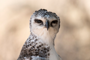 Aigle martial, Polemaetus bellicosus, Martial Eagle