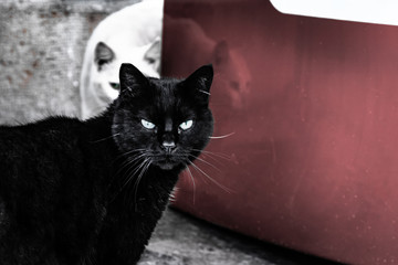 wild cat on the city street