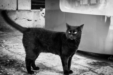 wild cat on the city street