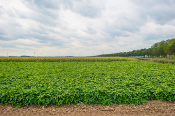 Fototapeta na wymiar Soybean growing on a field below a cloudy sky in summer