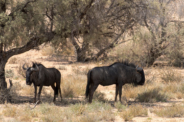 Fototapeta premium Gnou à queue noire, Connochaetes taurinus, Parc national Kruger, Afrique du Sud