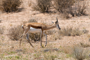 Springbok, Antidorcas marsupialis, Afrique du Sud