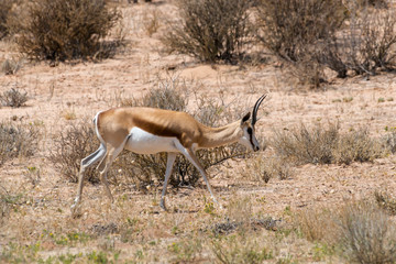 Springbok, Antidorcas marsupialis, Afrique du Sud