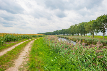 Fototapeta na wymiar Canal in a field with vegetables below a cloudy sky in summer