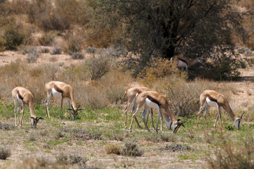 Springbok, Antidorcas marsupialis, Afrique du Sud