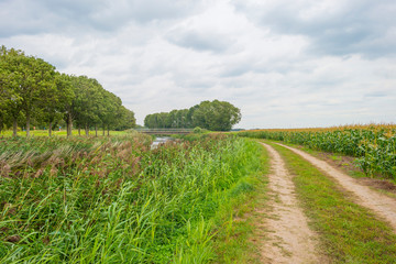 Canal in a field with vegetables below a cloudy sky in summer