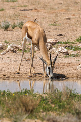 Naklejka premium Springbok, Antidorcas marsupialis, Afrique du Sud