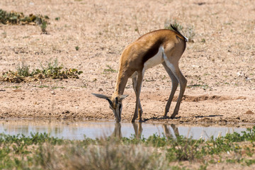 Springbok, Antidorcas marsupialis, Afrique du Sud